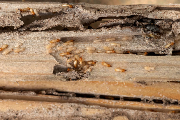 Best Affordable Pest Control Services  in Douglas, GA